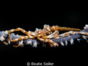 Xenon crab by Beate Seiler 